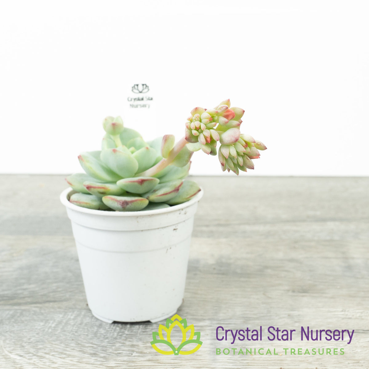x Sedeveria 'Pudgy'