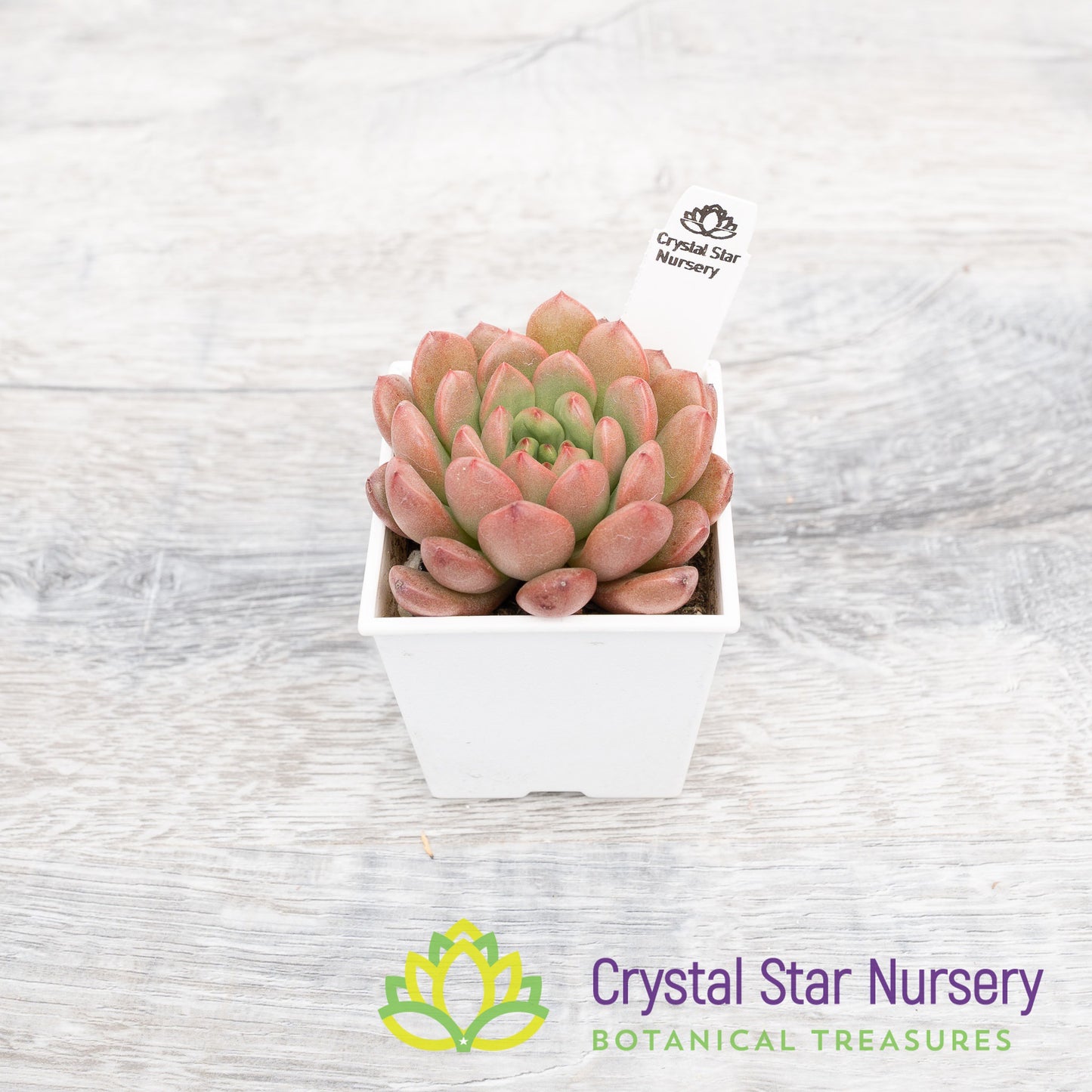 x Sedeveria Pink Ruby