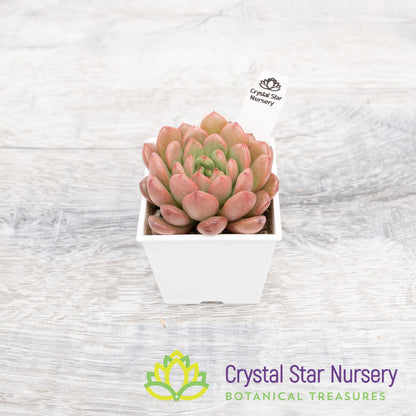 x Sedeveria Pink Ruby