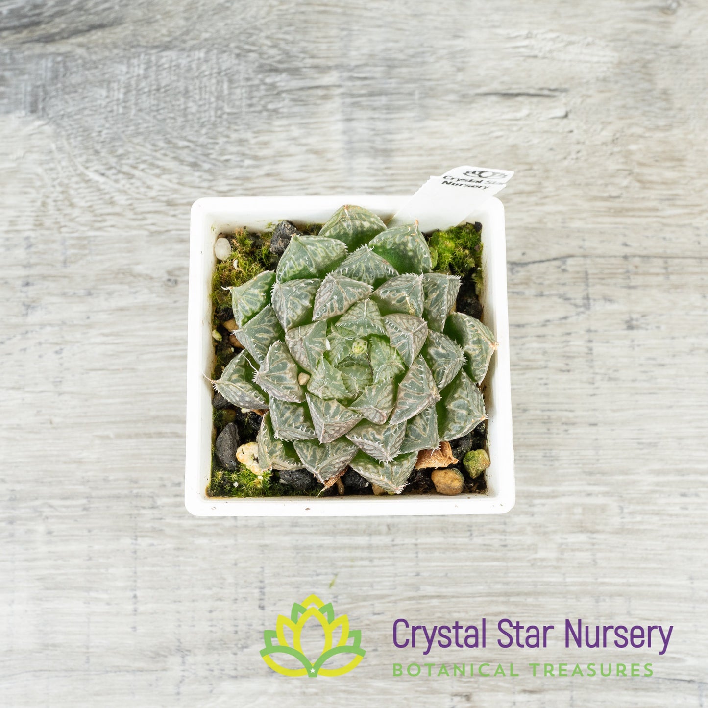 Haworthia Obtusa 'Red Rock' (LS148)