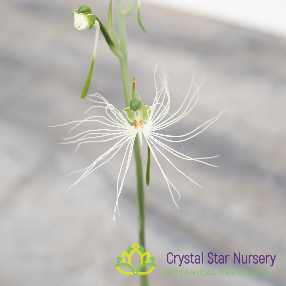 Habenaria Medusa