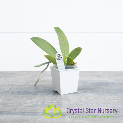Phalaenopsis Cornustris 'Yellow' (34)