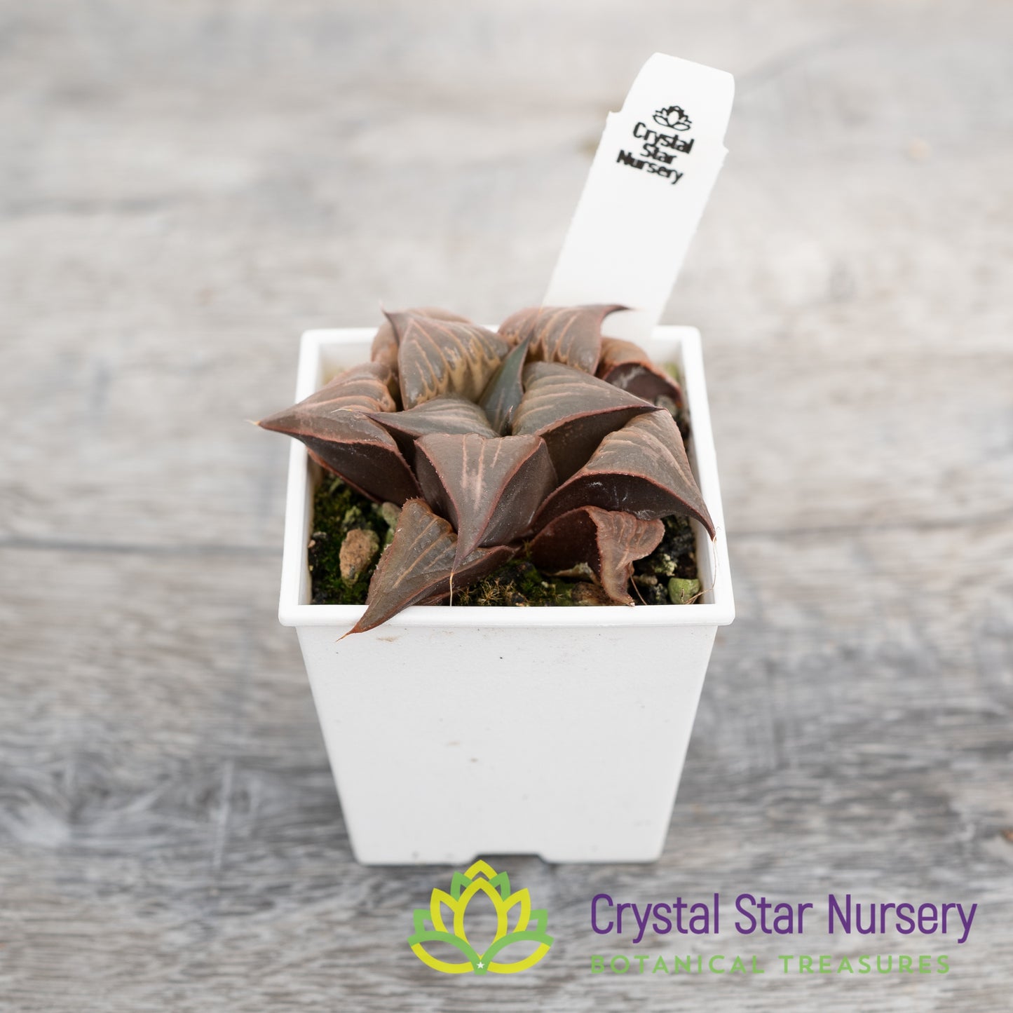 Haworthia badia 'Pinky' (LS156)