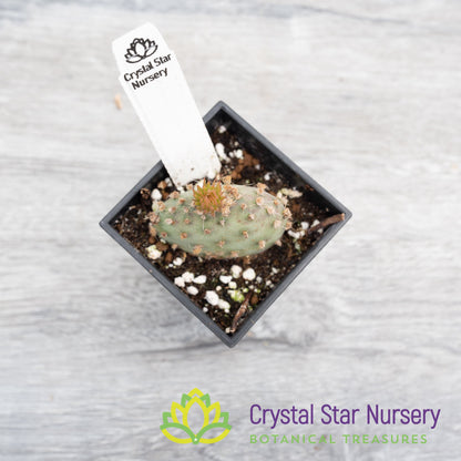Opuntia Santa-rita