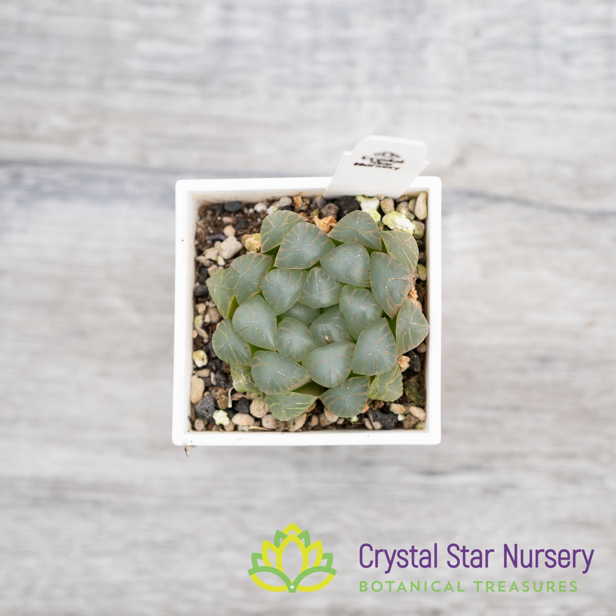 Haworthia Obtusa &#39;Lontame&#39; (LS004)