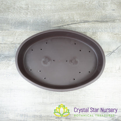 Shallow Large Oval Bonsai Training Pot
