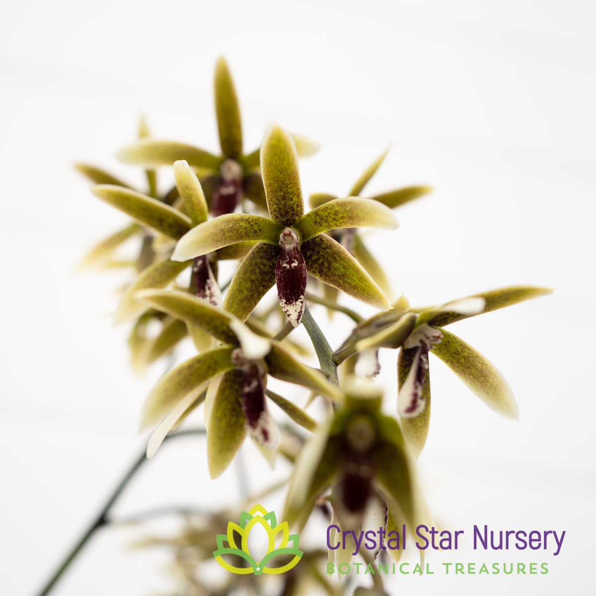 Dendrobium/Inobulbum Munificum (#14)