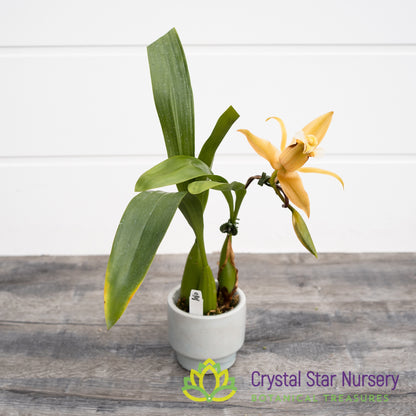 Coelogyne Lawrenceana