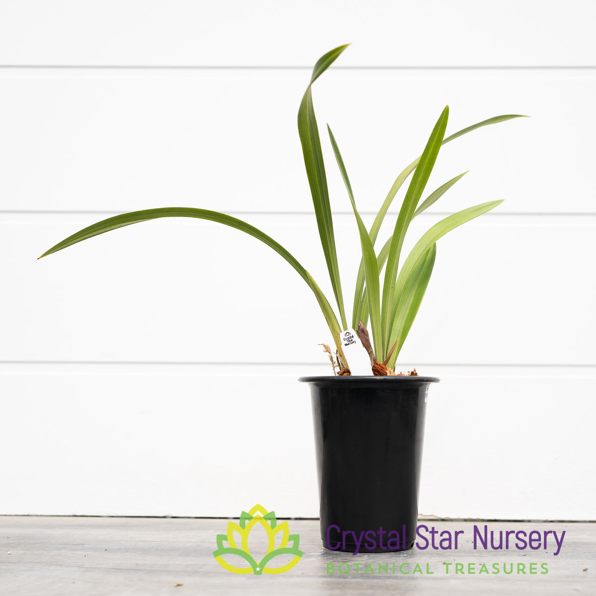 Cymbidium Ensifolium &#39;金荷&#39; (2)