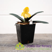 Paphiopedilum Concolor