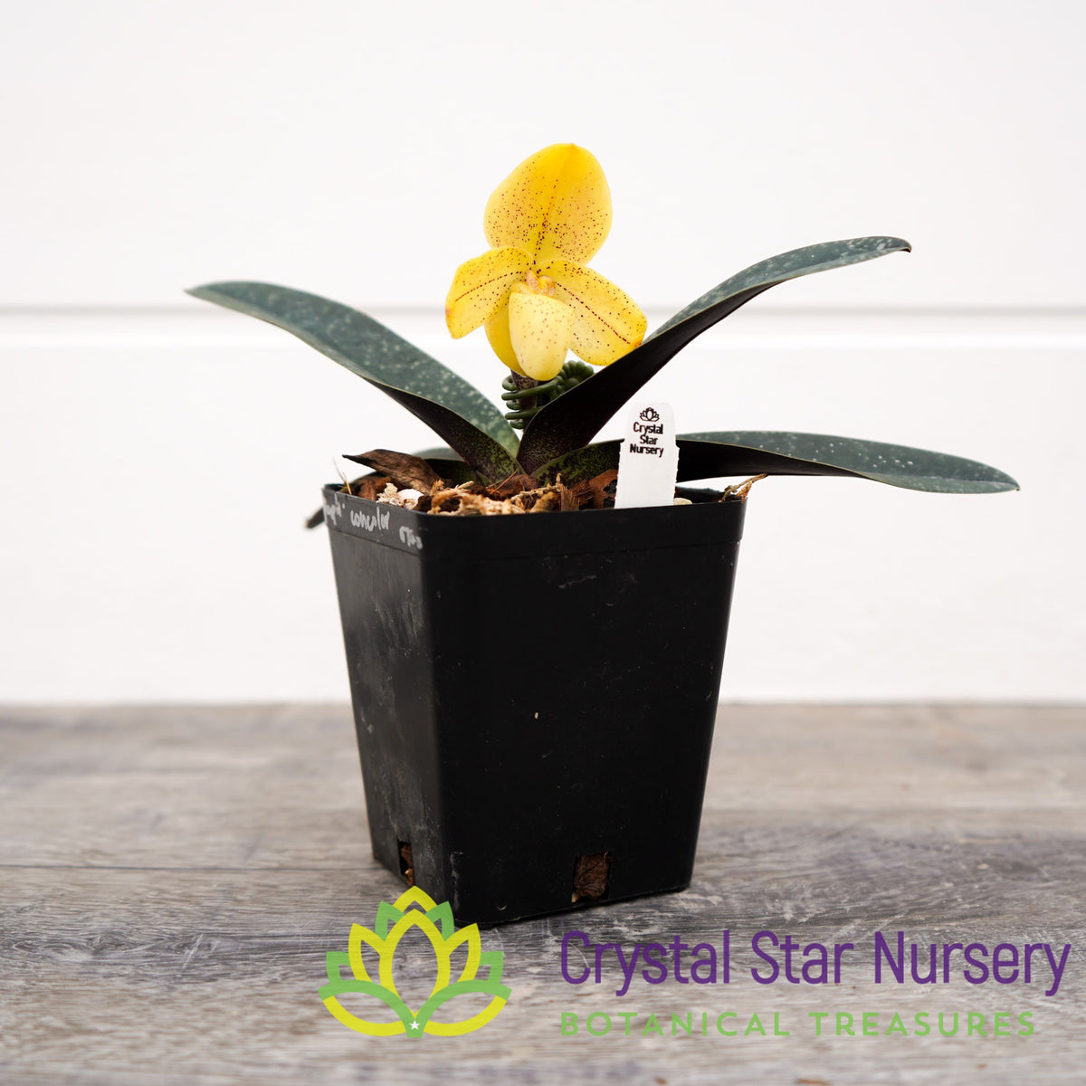 Paphiopedilum Concolor