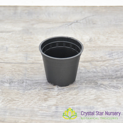 2" Round Plastic Pot