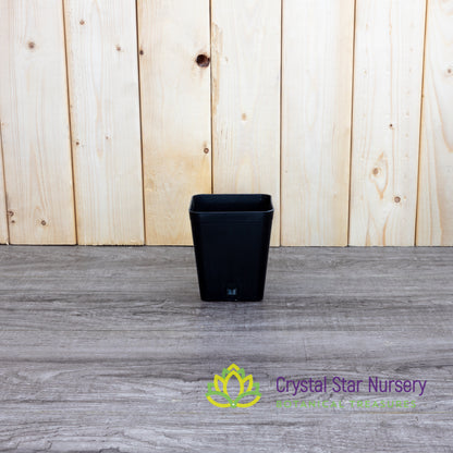 Square Cone Bottom Plastic Pots