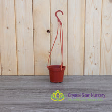 Hanging Basket Plastic Pot