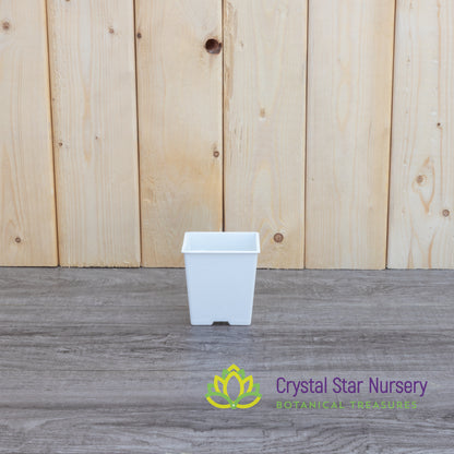 Square Plastic Pot