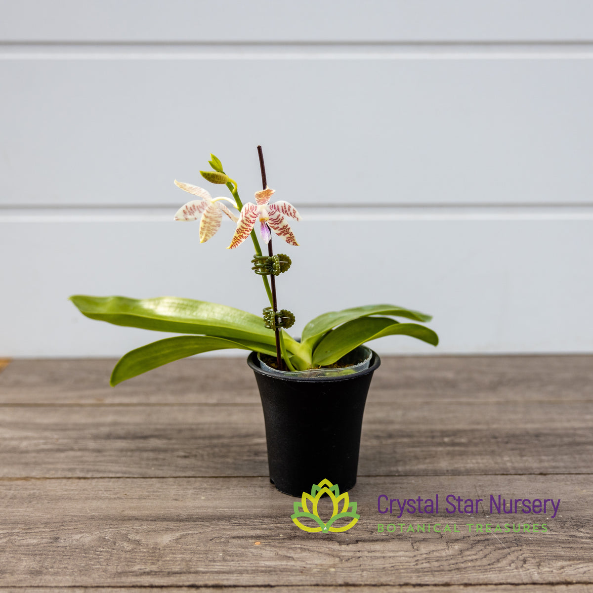 Phalaenopsis Hieroglyphica (539)