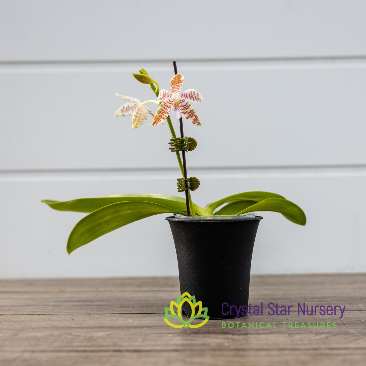 Phalaenopsis Hieroglyphica (539)