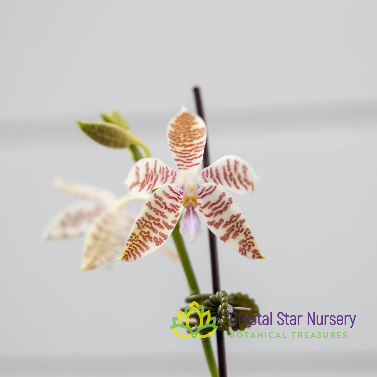 Phalaenopsis Hieroglyphica (539)