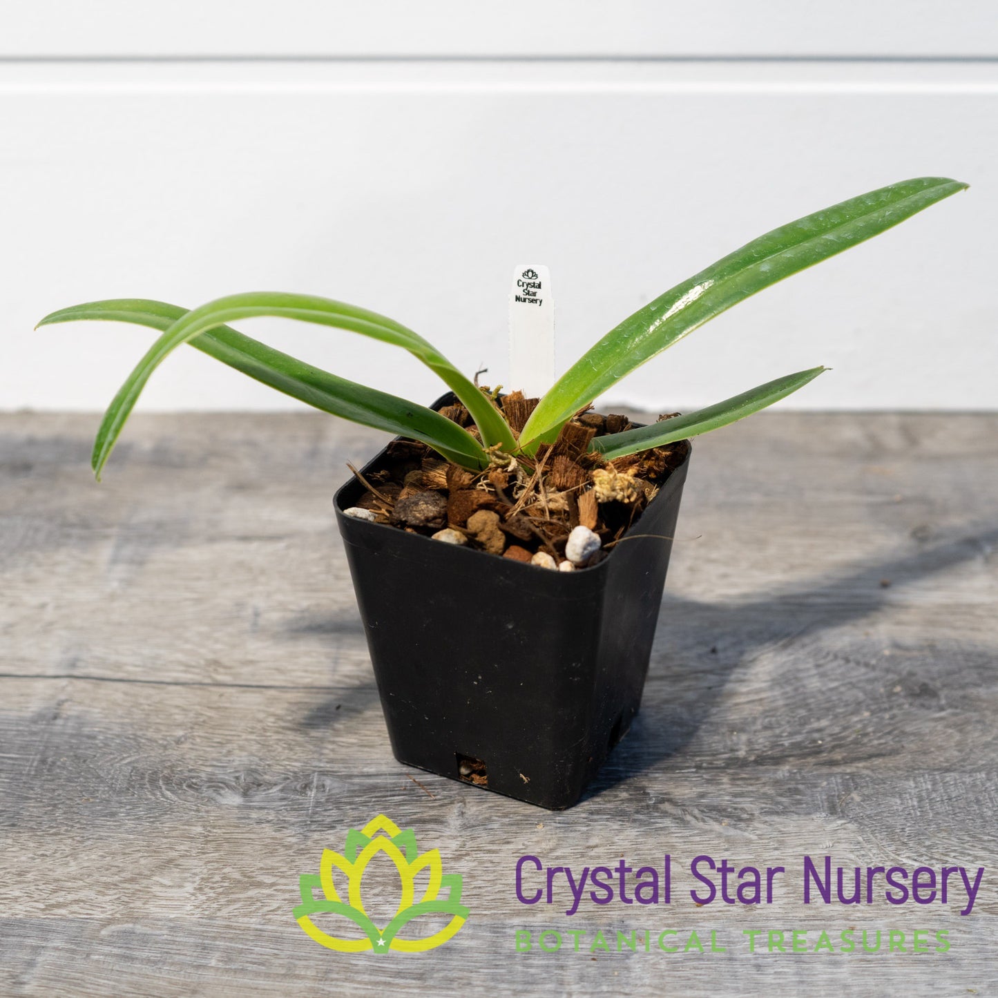 Paphiopedilum Sanderianum (4)