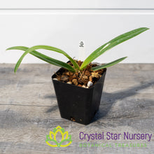 Paphiopedilum Sanderianum (4)
