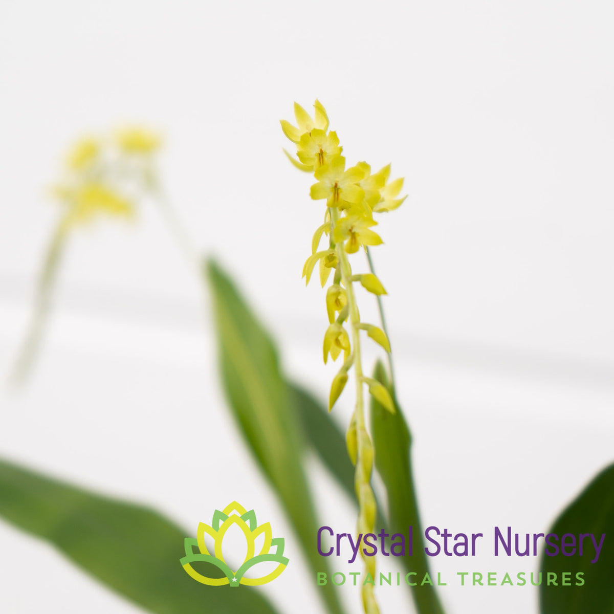 Dendrochilum Uncatum