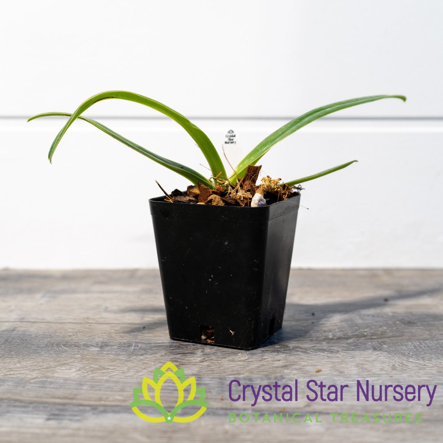 Paphiopedilum Sanderianum (4)