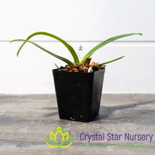 Paphiopedilum Sanderianum (4)