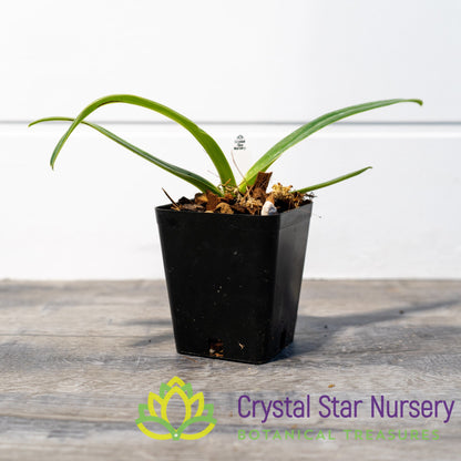 Paphiopedilum Sanderianum (4)