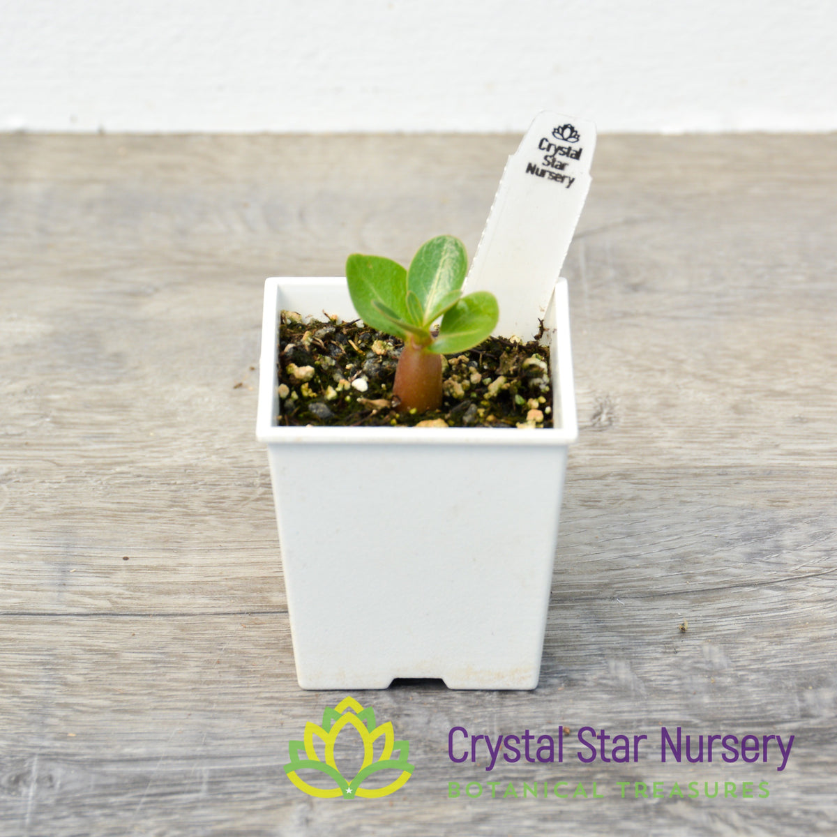 Adenium Black Golden DD