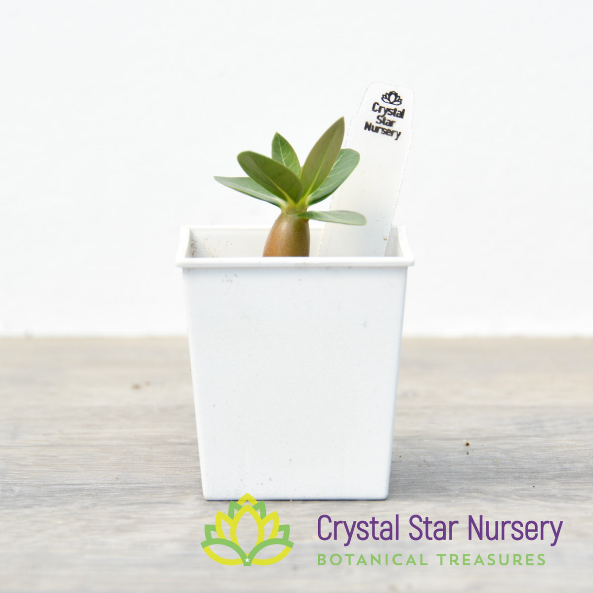 Adenium Golden Ara