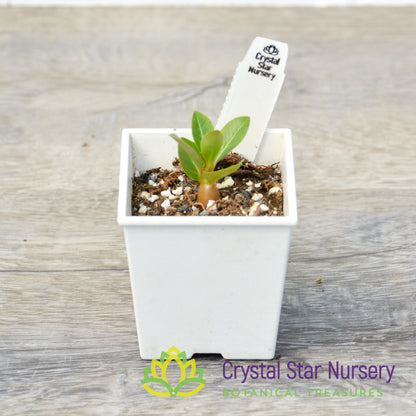 Adenium Obesum Kenya