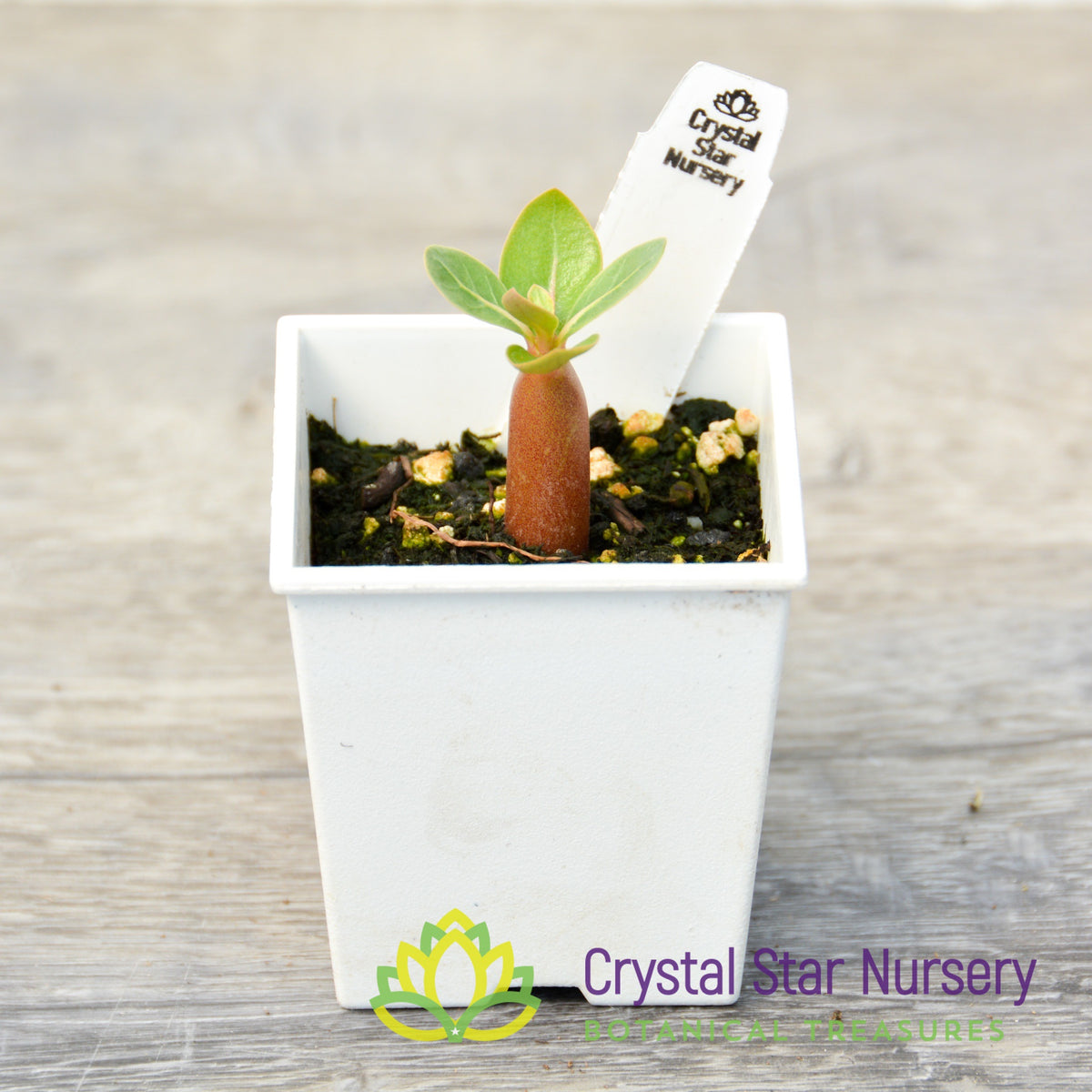 Adenium Suay Nam Petch