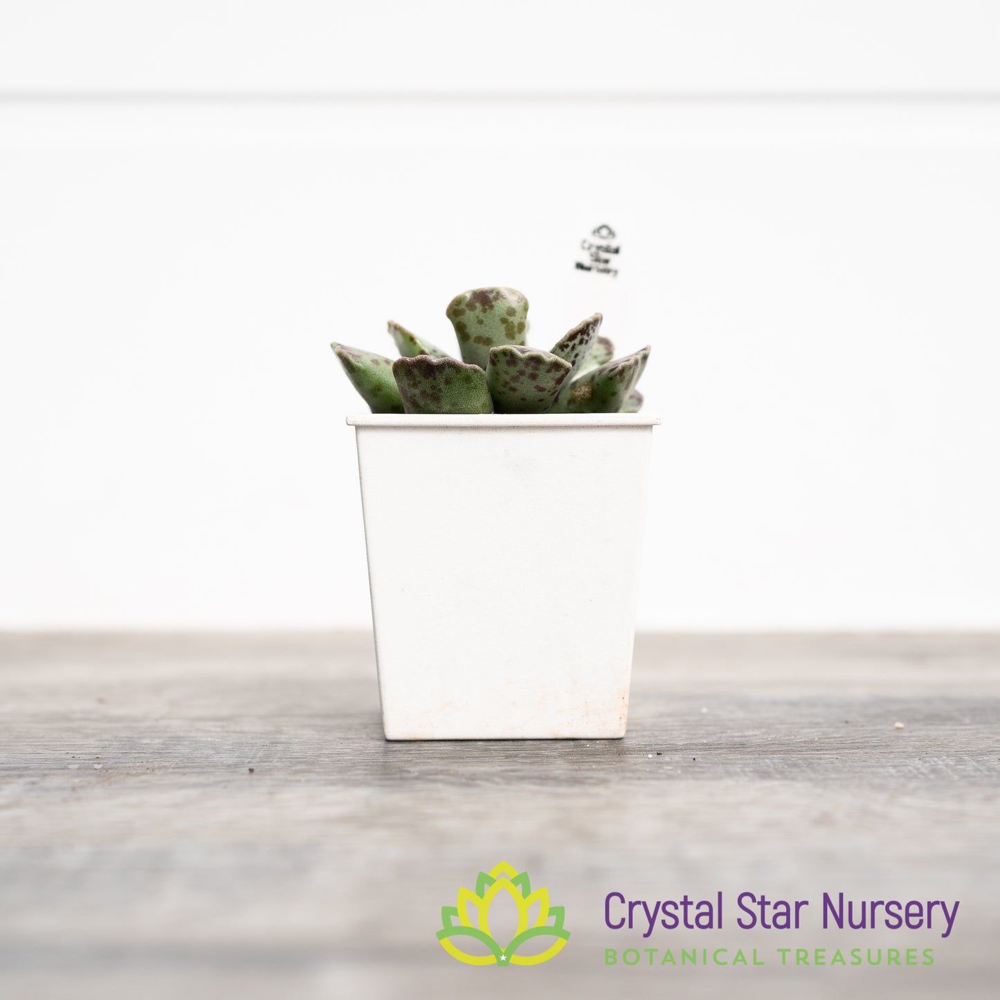 Adromischus Cooperi v. Festivus