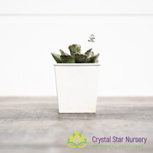 Adromischus Cooperi v. Festivus