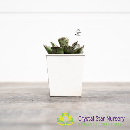 Adromischus Cooperi v. Festivus