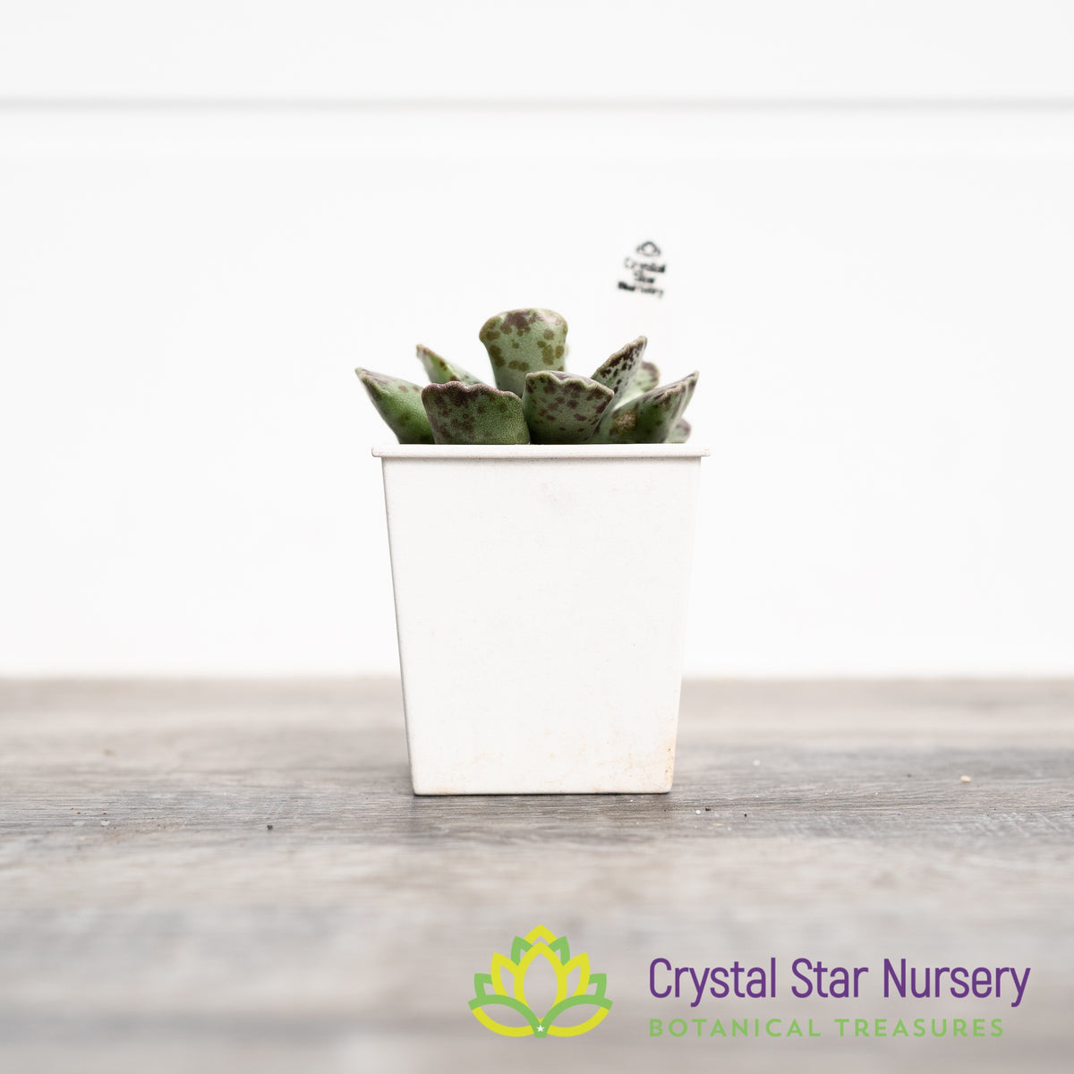 Adromischus Cooperi