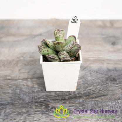 Adromischus Cooperi v. Festivus