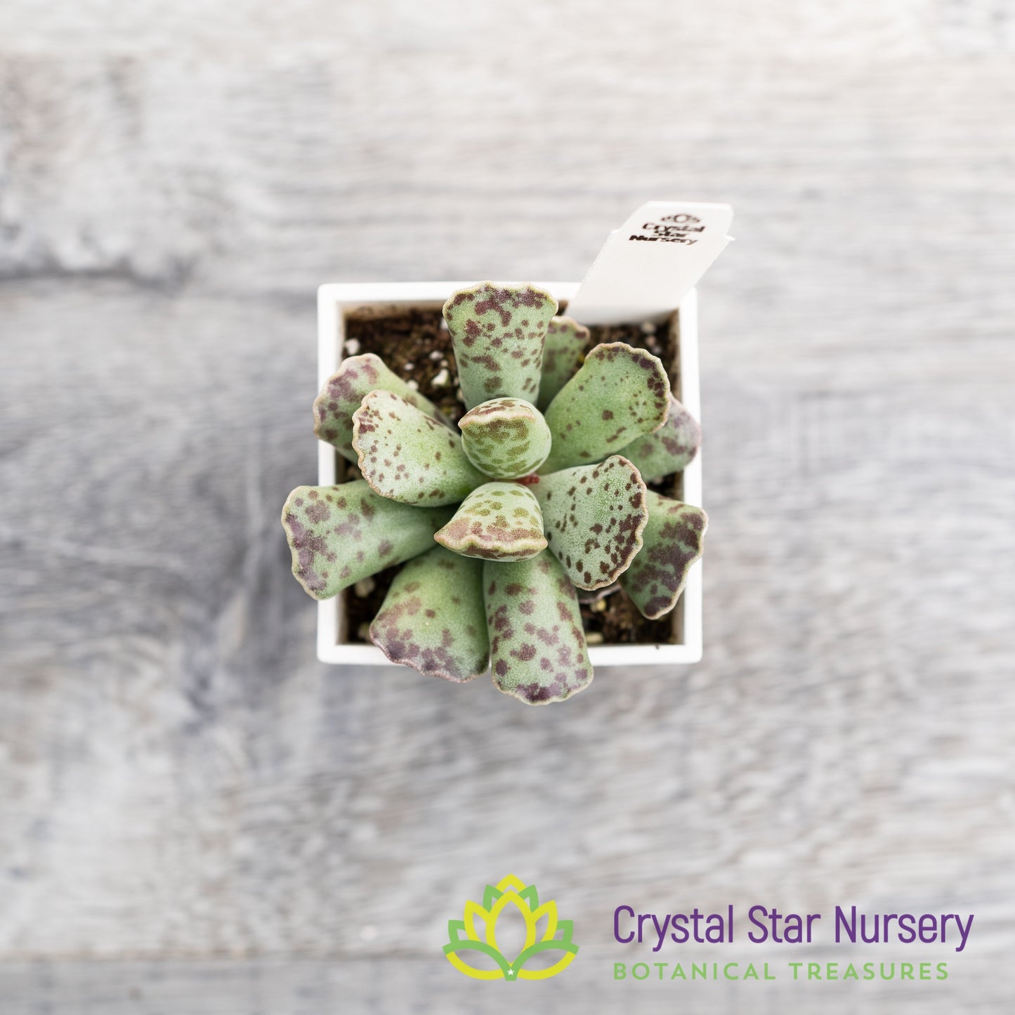 Adromischus Cooperi v. Festivus