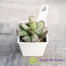 Adromischus Cooperi v. Festivus