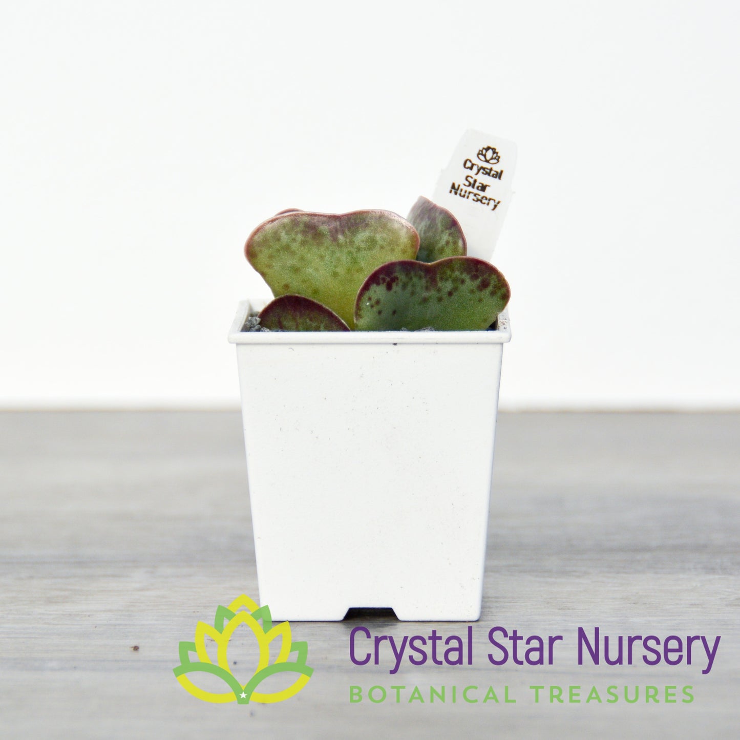 Adromischus Maculatus
