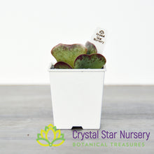Adromischus Maculatus