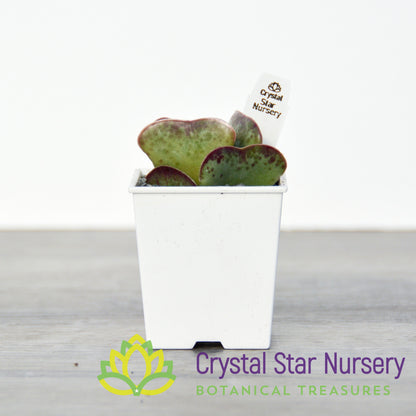 Adromischus Maculatus