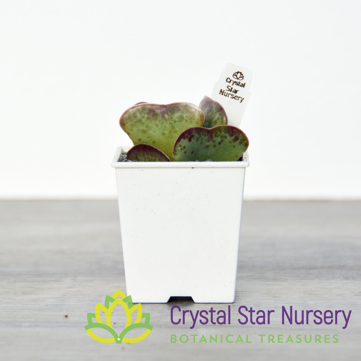 Adromischus Maculatus