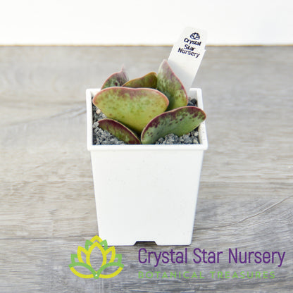 Adromischus Maculatus
