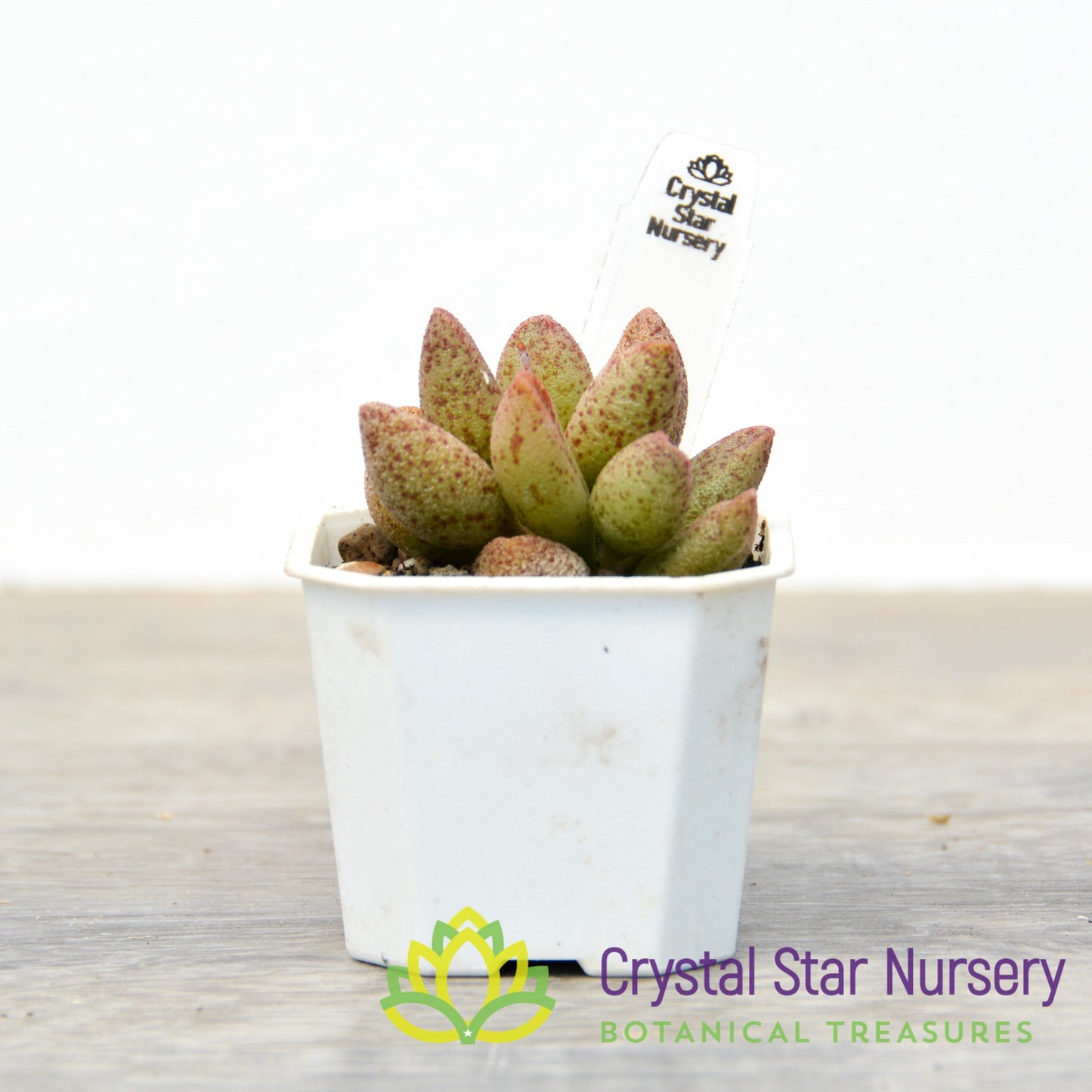 Adromischus marianae