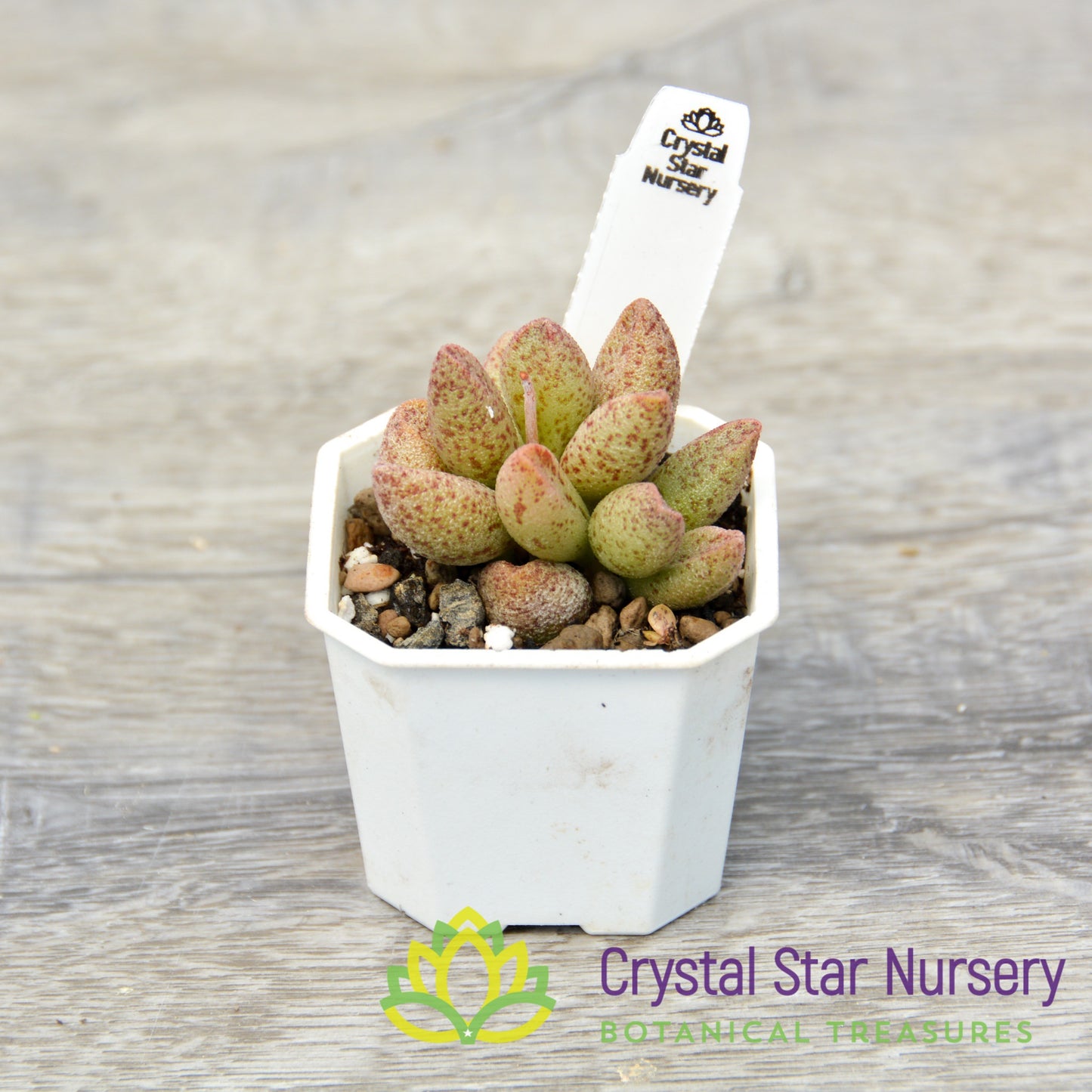 Adromischus marianae