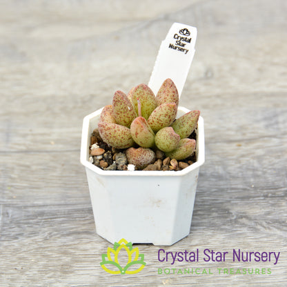 Adromischus marianae