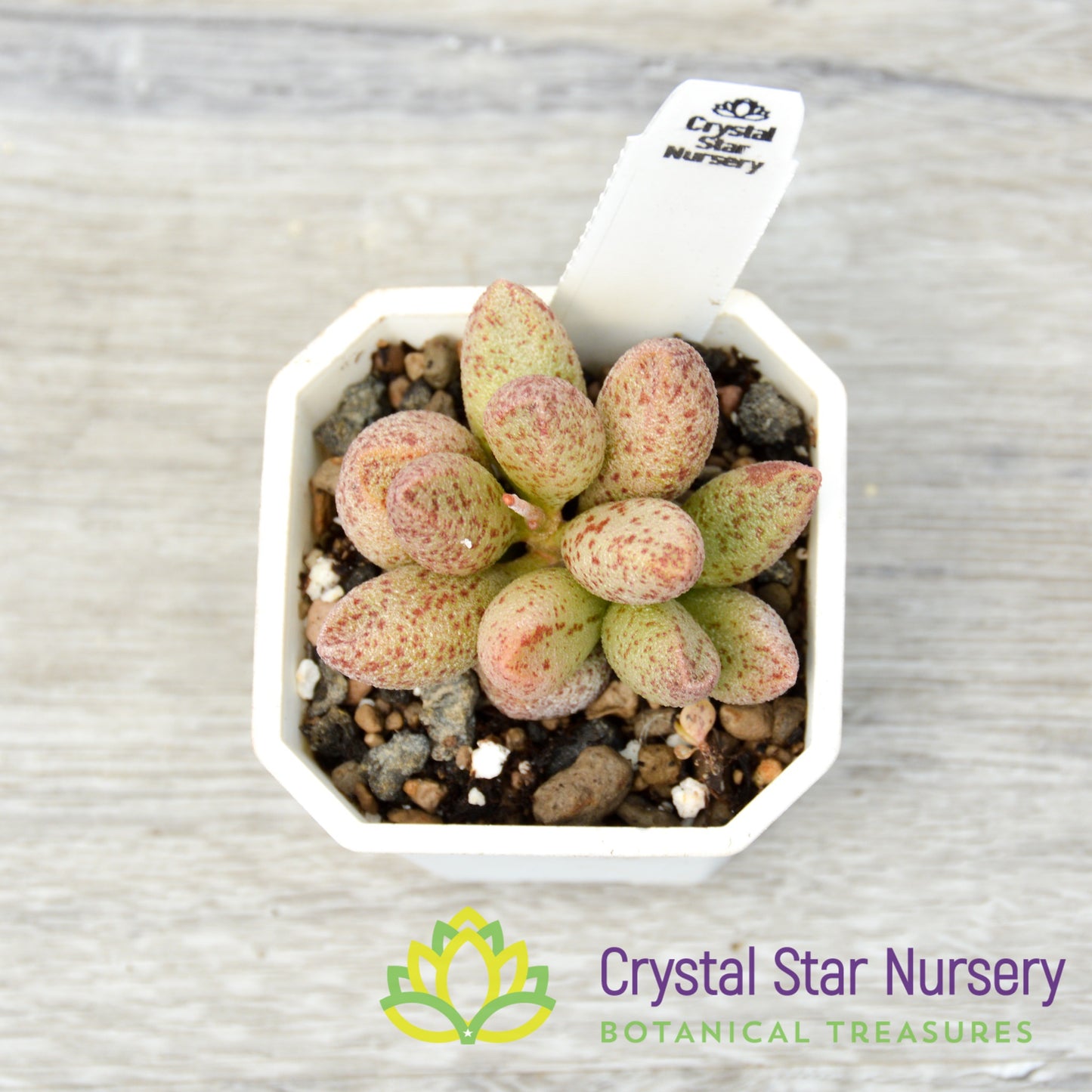 Adromischus marianae
