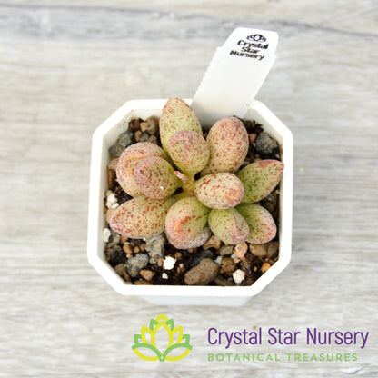 Adromischus marianae