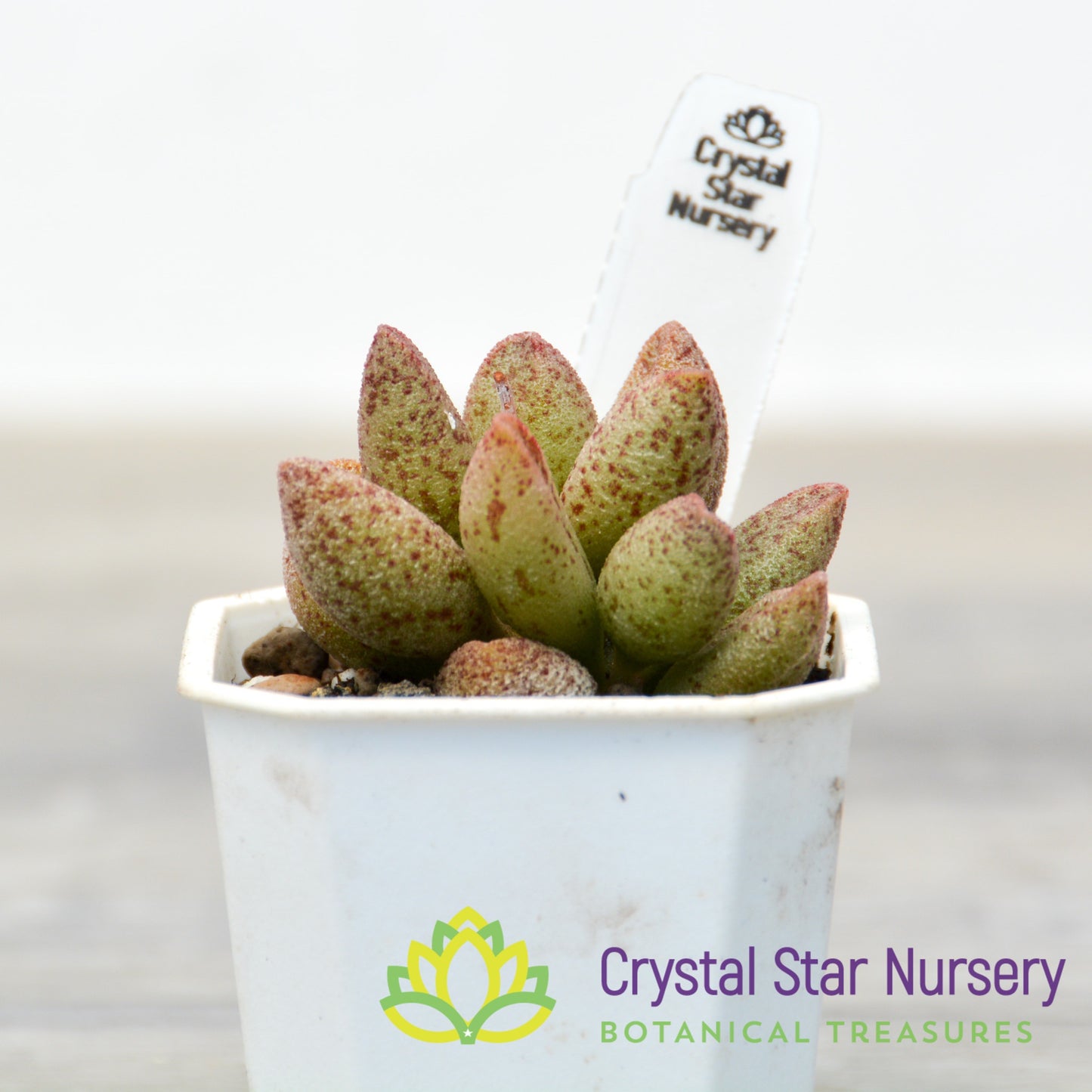Adromischus marianae